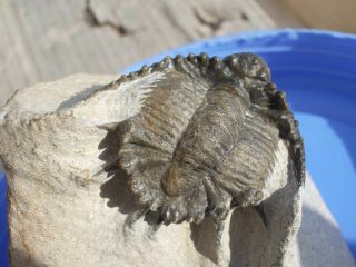 Rare Trilobite Akantharges Mbareki Devonian Morocco 3