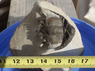Rare Trilobite Akantharges Mbareki Devonian Morocco 4