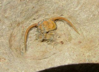 Rare Holmiella Trilobite Fossil