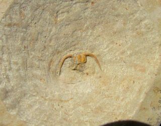 RARE Holmiella trilobite fossil 2