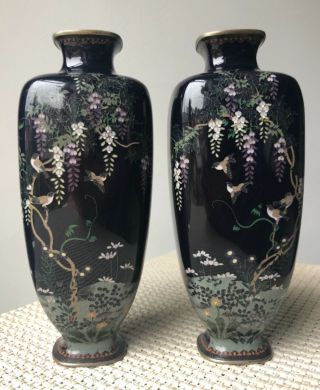 Antique CloisonnÉ Vase With Birds And Blossom Wisteria,  In Black.  Enamel
