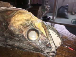 Vintage 30 Inch fish mount taxidermy Great Character 7