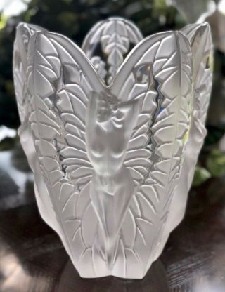 Rare Lalique Crystal Extra Lg Chrysalide 11.  5” Vase Ltd Ed Perfection 2