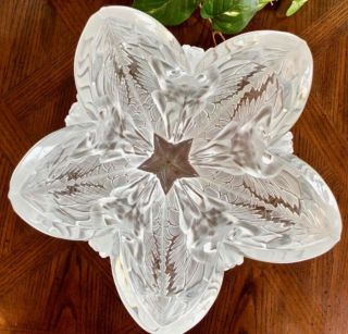 Rare Lalique Crystal Extra Lg Chrysalide 11.  5” Vase Ltd Ed Perfection 7