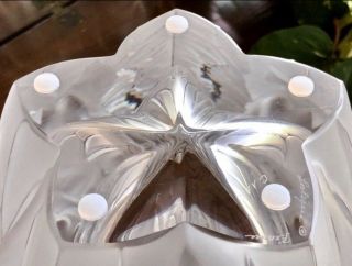 Rare Lalique Crystal Extra Lg Chrysalide 11.  5” Vase Ltd Ed Perfection 8
