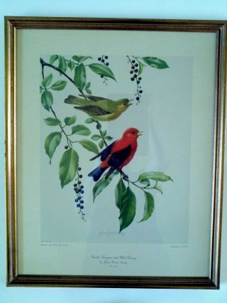 Vintage Scarlet Tanagers And Wild Cherry By James Gordon Irving