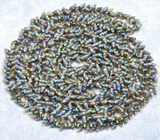 Vintage & Rare Aboriginal Tasmanian Iridescent Blue Maireener Shell Necklace