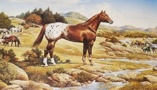 Rare Vintage Orren Mixer The Appaloosa Horse Print Personalized Signed 24x20