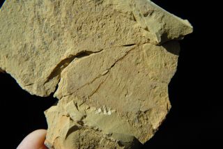 Fossil Rare Chengjiang Rhombicalvaria Cambrian Arthropod