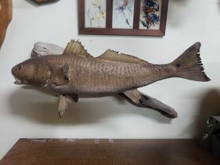 Large Vintage Redfish Mount Taxidermy Fish Decor Real Skin Driftwood Texas Xl
