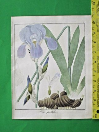 Hayne,  Getreue Darstellung,  Sweet Iris,  Iris Pallida,  Handcol.  Engrav.  1833