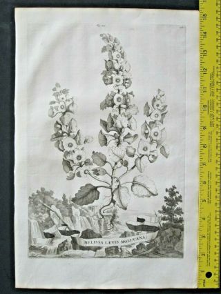 Rare&large Flower Eng.  A.  Munting,  Aardgewassen,  Lemon Balm,  Melissa Laevis Molu.  1696