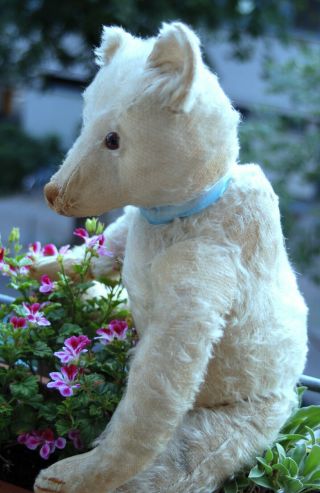 GORGEOUS ANTIQUE WHITE MOHAIR STEIFF TEDDY BEAR 20 INCHES FF BUTTON 1905 9