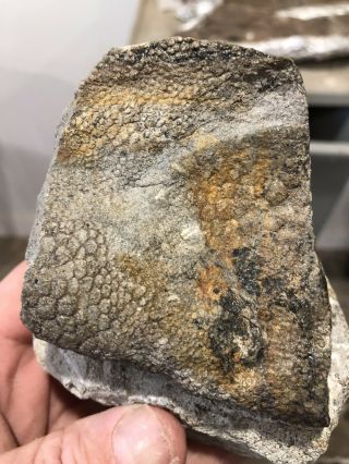 Rare Fossil Hadrosaur Dinosaur Skin Impression Cretaceous Hell Creek Montana