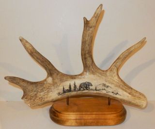 Huge Vintage 17 " Shed Moose Antler Hand Carved Scrimshaw Bear In Forest On Stand
