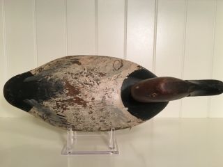 Jim Currier High Head Canvasback Drake Duck Decoy Havre De Grace MD 5