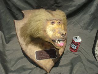 Baboon Taxidermy Mount Arizona Record Gag Plaque Man Cave Father 