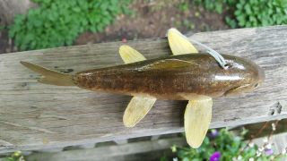 Competition Sucker Fish Decoy Carved by Brian Shallbetter - Spearing Lure 7
