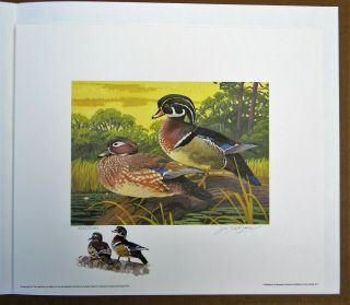 Rare - 1981 South Carolina - " 1st Of State " Duck Print Stamp Print - Remarque