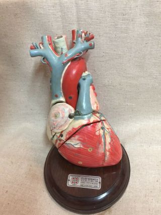 Vintage Clay Adams Occupied Japan Paper Mache Anatomical Heart Model