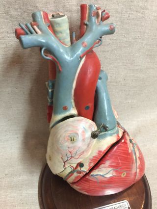 Vintage Clay Adams Occupied Japan Paper Mache Anatomical Heart Model 3