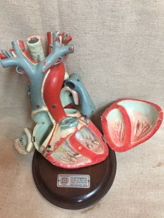 Vintage Clay Adams Occupied Japan Paper Mache Anatomical Heart Model 5