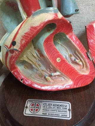 Vintage Clay Adams Occupied Japan Paper Mache Anatomical Heart Model 6