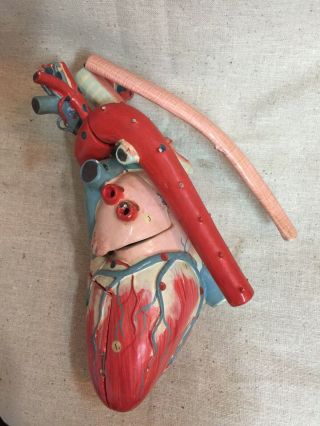 Vintage Clay Adams Occupied Japan Paper Mache Anatomical Heart Model 7