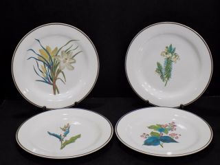 Set Of 4 Very Rare Antique Pre - 1860 Wedgwood Botanical Flower Creamware Plates