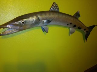 Vintage Mount Wall Barracuda Fish Taxidermy 36”long 1973 Skin Mount Make Offer