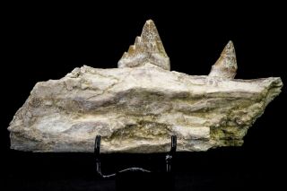 20591 - Rare 6.  34 Inch Pappocetus Lugardi (basilosaurus) Partial Left Hemi Jaw