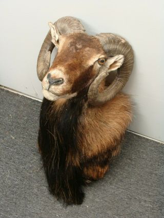 Mouflon Sheep Ram Goat Shoulder Mount Taxidermy - Vintage