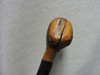 Vintage Antique Irish Blackthorn Shillelagh Walking Stick