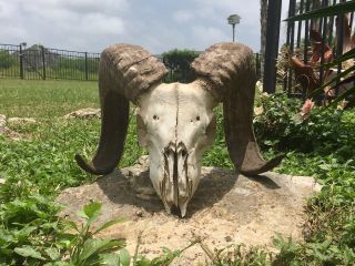 Vintage Corsican Ram Skull / Western Rustic Decor / Taxidermy Oddities / Hunting
