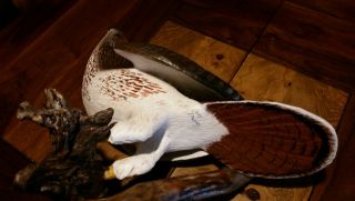 Red - tailed Hawk Wood Carving Birds of Prey Duck Decoy Casey Edwards 11