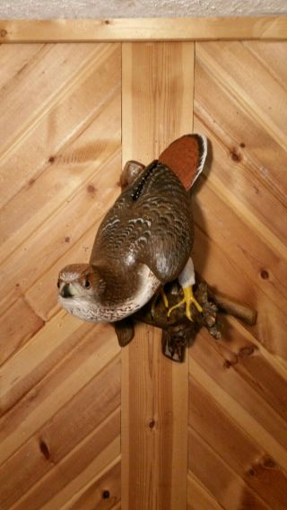 Red - Tailed Hawk Wood Carving Birds Of Prey Duck Decoy Casey Edwards