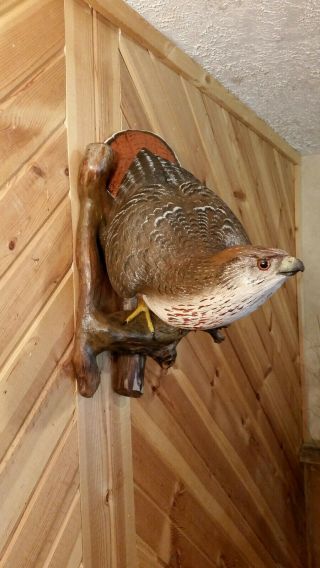 Red - tailed Hawk Wood Carving Birds of Prey Duck Decoy Casey Edwards 2