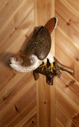 Red - tailed Hawk Wood Carving Birds of Prey Duck Decoy Casey Edwards 4