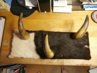 Vintage Real Cow Horn Cow Fur Coat / Hat Rack Aproximate 18 Inches By 7