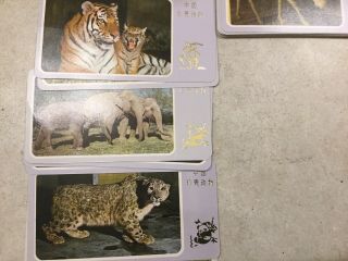 Panda Chinese Zoo Cards Very Rare And Unique 4