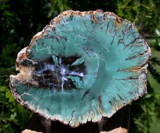 Sis: Tropical Sea Green African Petrified Wood Round - Ultra - Rare