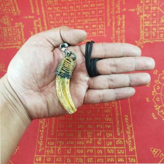Boar Tooth Fang Wild Power Charm Pendant Tarkrut Necklace Holy Buddha Amulet