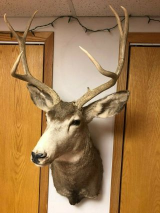 Vintage Mule Deer Head Shoulder Mount Taxidermy Shed Antler Hunt Rack