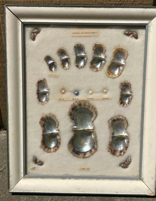 Vintage Imperial Pearl Akoya Oyster Growth Framed Display,  1930 - 1940s