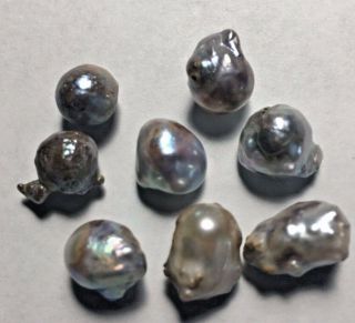 Vintage Mississippi River Pearls 8 Pearls Weigh 7.  7 Grams Rare Collectors Find