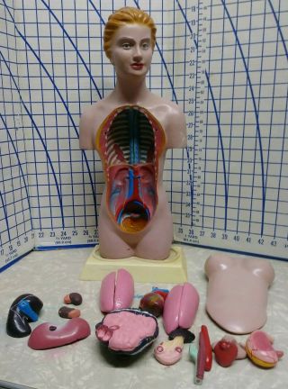 Vintage Antique Rare Anatomy Model Medical Teaching Female Torso (read Details)