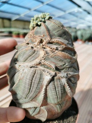 Euphorbia Obesa Monster Rare On Roots L 12cm H 15cm B