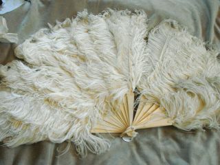 Vintage Hand Fan Feathers Celluloid 15x24 Edwardian Antique Ostrich Large