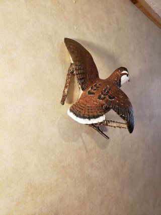 Bobwhite quail wood carving game bird carving duck decoy Casey Edwards 6