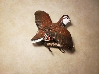 Bobwhite quail wood carving game bird carving duck decoy Casey Edwards 8
